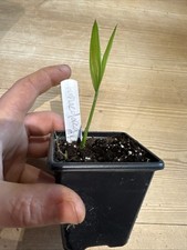 Chamaedorea microspadix palm - microspadix,