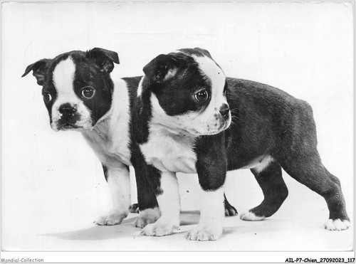 Ailp7 0671 dog two - ailp7-0671,