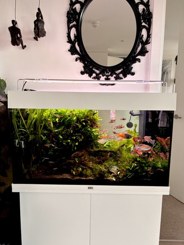Juwel rio 125 81cm aquarium - rio,