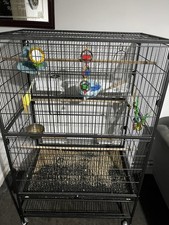 Two Budgies One Yellow Female