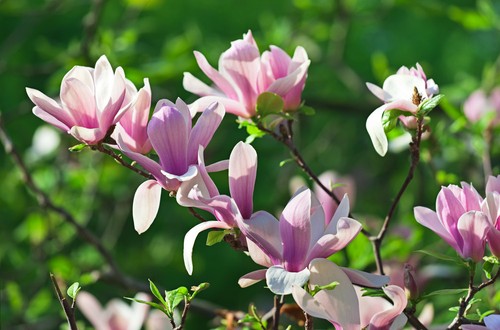 Stunning magnolia - stunning,