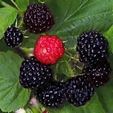 Black Raspberry Bush Seeds -