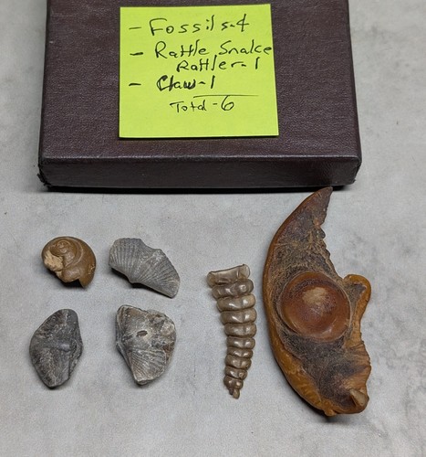 Fossil lot crab - fossil,