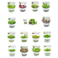 Dennerle Plant-It In-Vitro Aquarium Plants - Shrimp Safe - Snail & Algae Free
