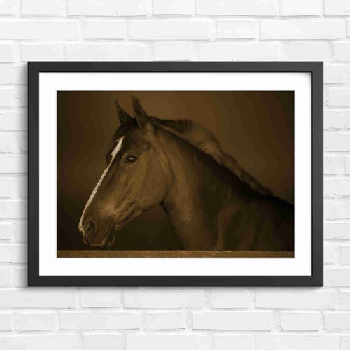 Brown horse portrait with - portrait,