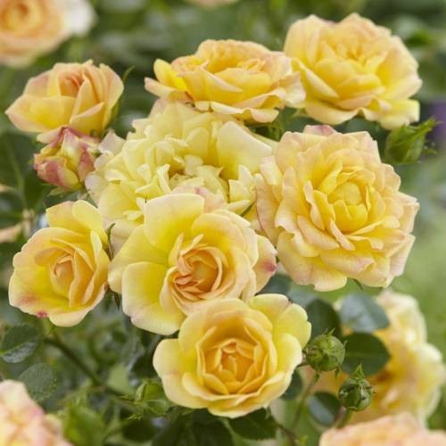 Rose yellow fairy 1 - rose, in
