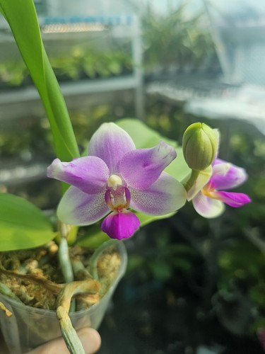 Phal fluorescent pink - phal., in