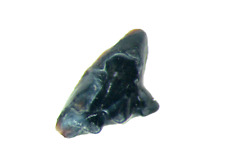 Cretaceous Hell Creek Mammal tooth fossil Alphadon marshi Upper molar #2