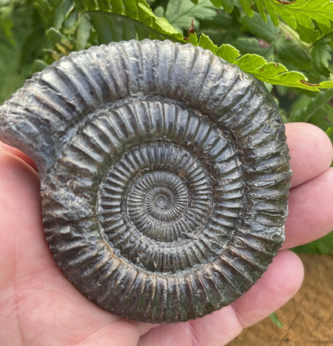 Dactylioceras ammonite fossil - ammonite,
