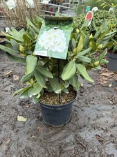 Rhododendron Cunninghams White