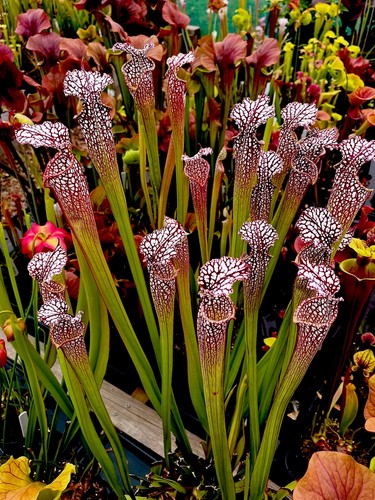 Sarracenia leucophylla giant - sarracenia,