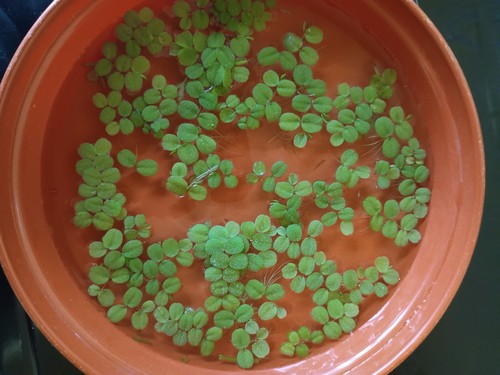 Salvinia natans floating - salvinia,