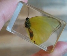 Real YELLOW MOTH Butterfly Bug Insect Preserved in Resin Paperweight Amber