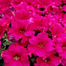 x10 Petunia Frenzy Rose - XL