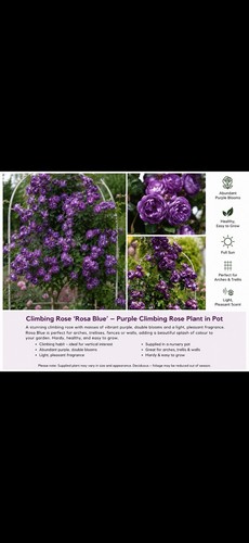 Rosa blue climbing - blue,