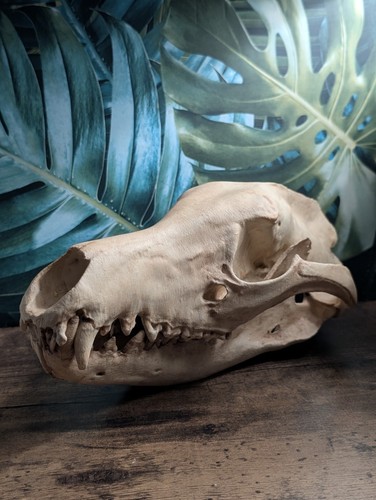 Real animal skull replica - real,