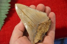 LOVELY  GENUINE  MEGALODON SHARK TOOTH, BEST VALUE MEGS ,U.K #DB233