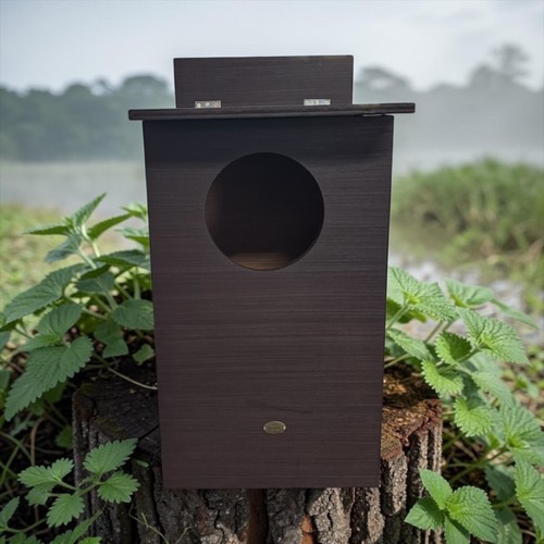 Jackdaws nest box let - nest, look