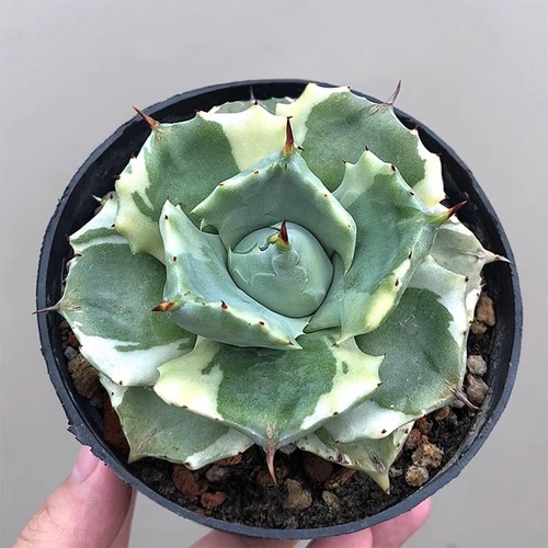 6cm succulent agave plant - 6cm,