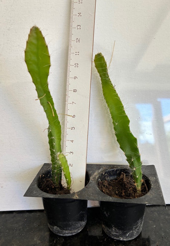Dragon fruit plants 12cm - 2x,
