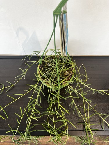 Hoya linearis hanging - hoya,