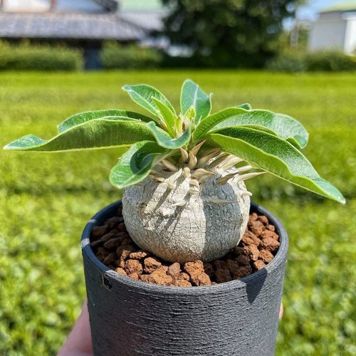 2cm pachypodium brevicaule - 2cm,