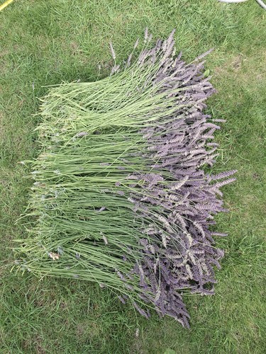 Dry lavender stalks - dry,