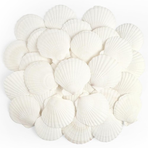 Pcs scallop shells natural - shells,