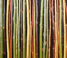 10 x willow cuttings. Mixed varieties, pot luck (Approx 30cm) FRESH