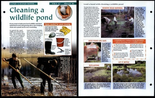 Cleaning wildlife pond 36 - cleaning,