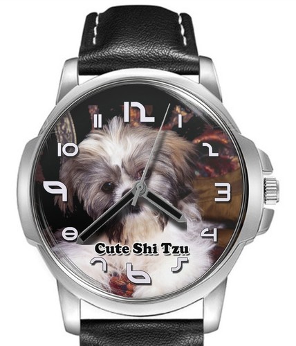 Shi tzu cute pet dog - shi,