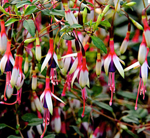 Fuchsia arauco hardy 9cm - 'arauco',