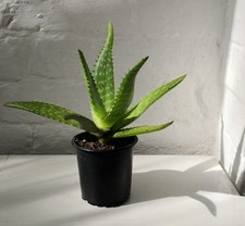 Aloe vera plant malucata - vera,