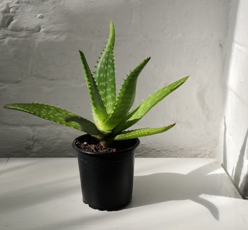 Aloe vera plant - aloe,