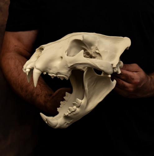 Lion skull replica - replica, size