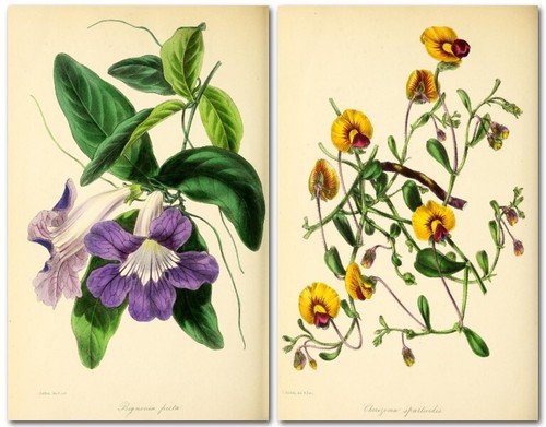 600 botanical illustrations - 600,