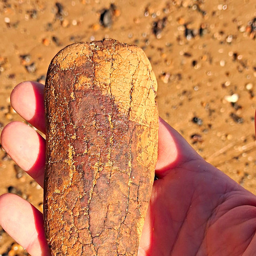 Petrified wood fossil - petrified,