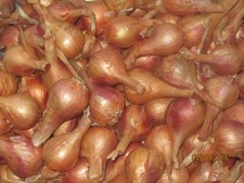 Hative de Niort Shallots Over 1" £30 per 25