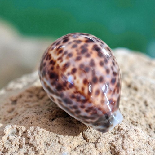 Vintage polished cowrie shells - polished,