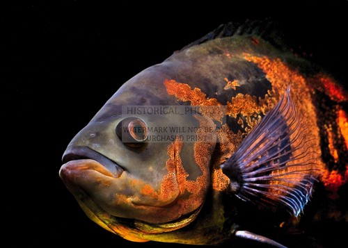 Oscar aquarium fish south - oscar,