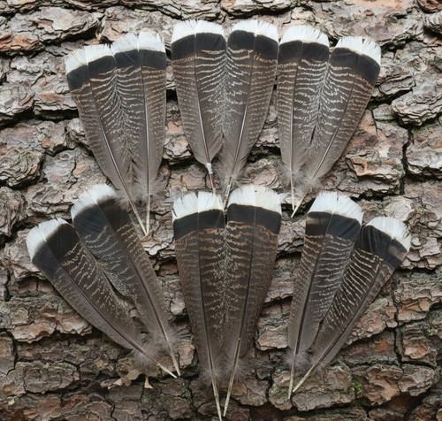 Bronze turkey tail - tail, feathers