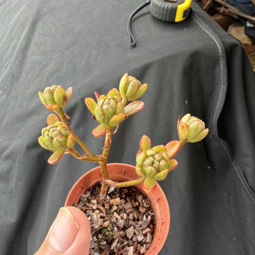 Aeonium arnoldii width - aeonium,