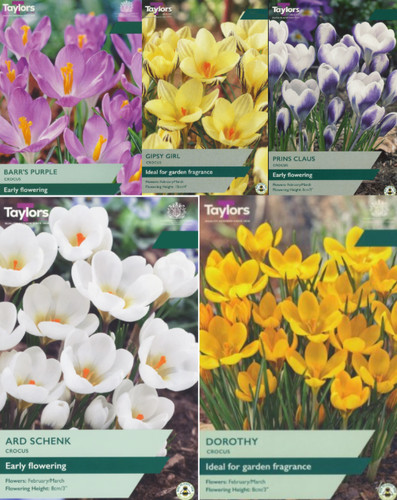 Loose crocus bulbs many - crocus,