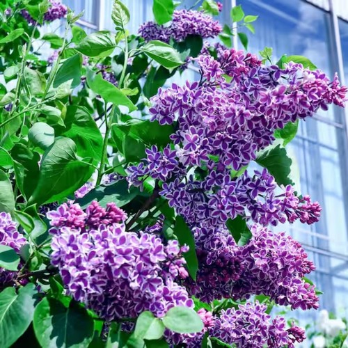 Purple common lilac - common,
