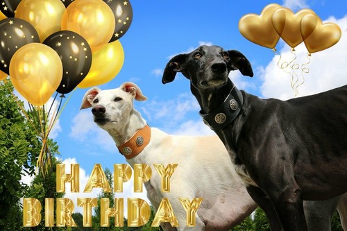 Greyhound whippet happy - greyhound,