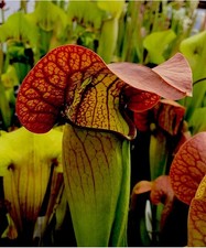 Sarracenia x Norman Parker