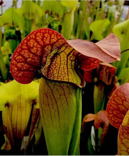 Sarracenia norman parker - sarracenia,