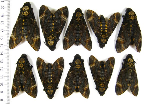 Sphingidae acherontia atropos - sphingidae,