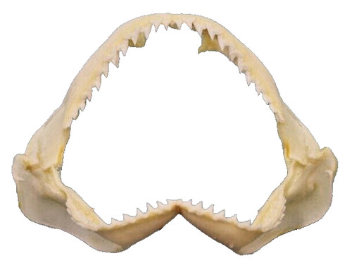 Real shark jaws - real, jaws-5"