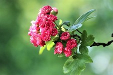 Crataegus Paul's Scarlet